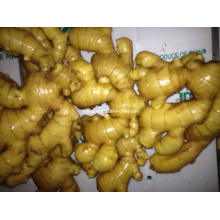 New Crop Fresh Ginger (150-250g)